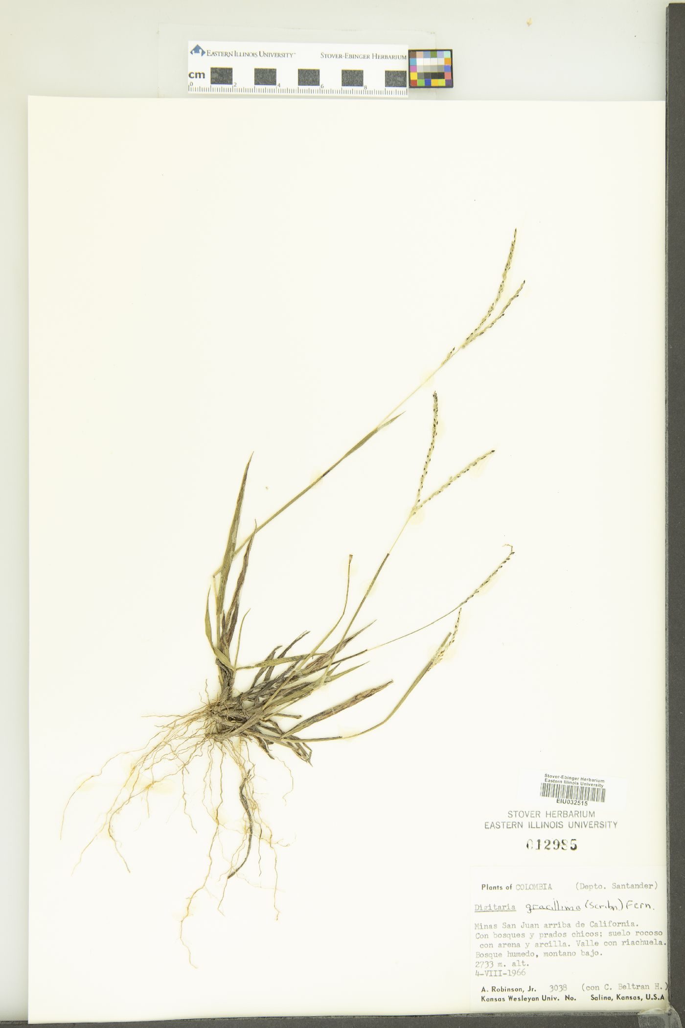 Digitaria gracillima image