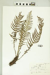 Dryopteris sancta image