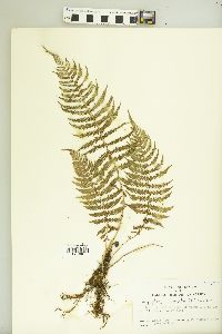 Dryopteris sancta image