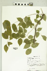 Gymnocladus dioicus image