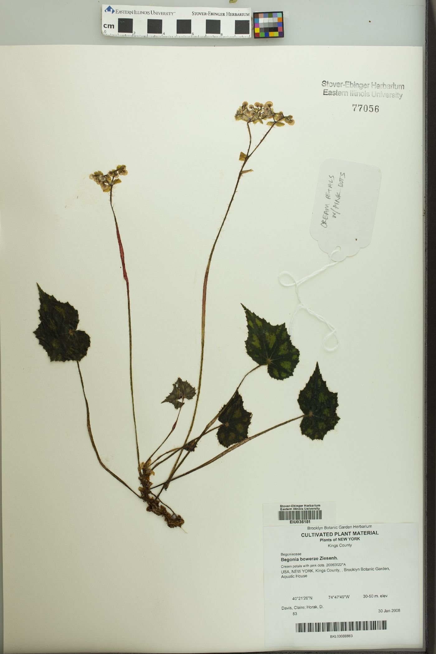 Begonia boissieri image