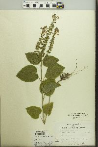 Scutellaria ovata image