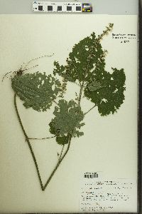 Scutellaria ovata image