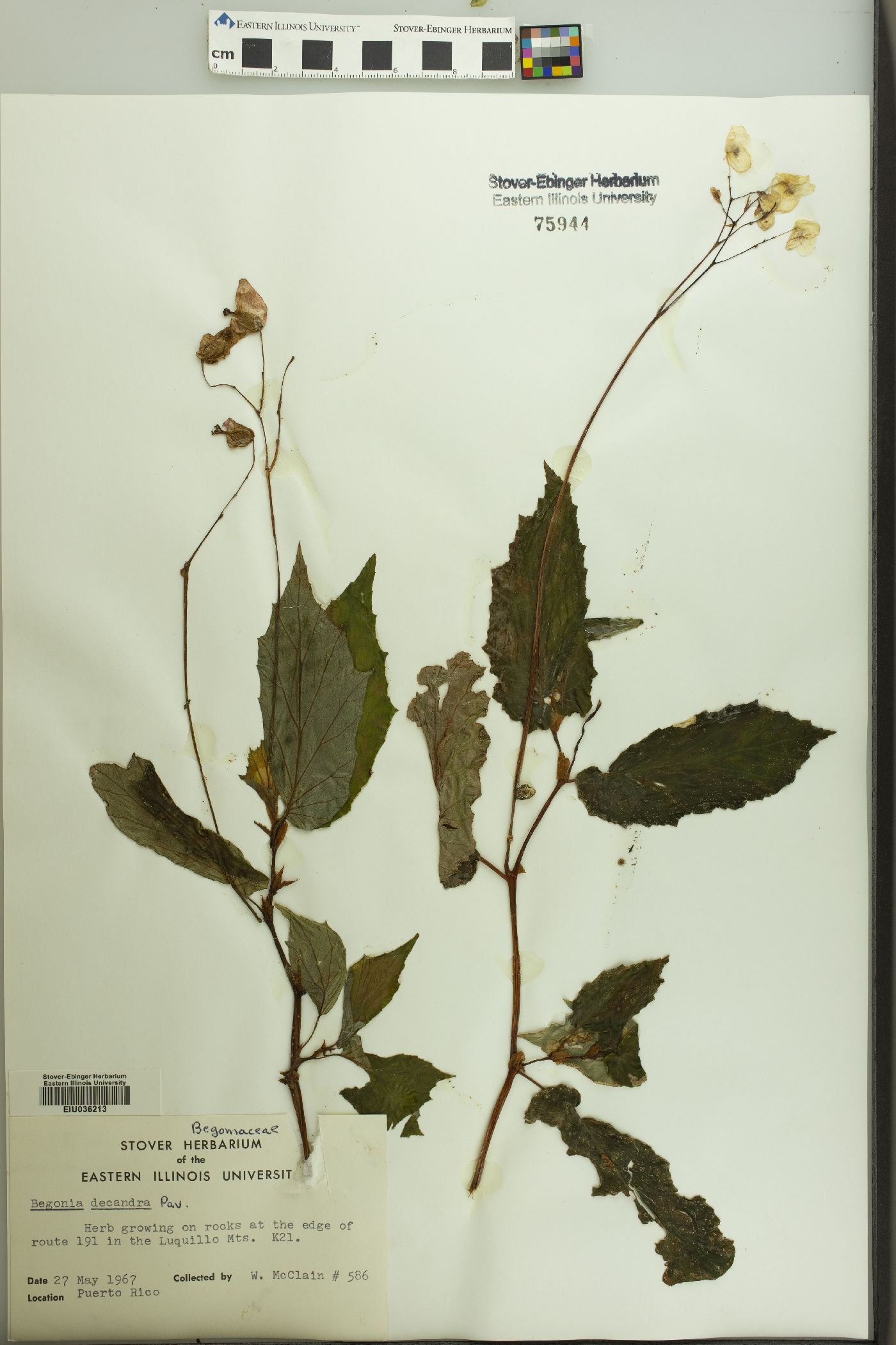 Begonia decandra image