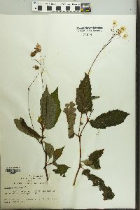 Begonia decandra image
