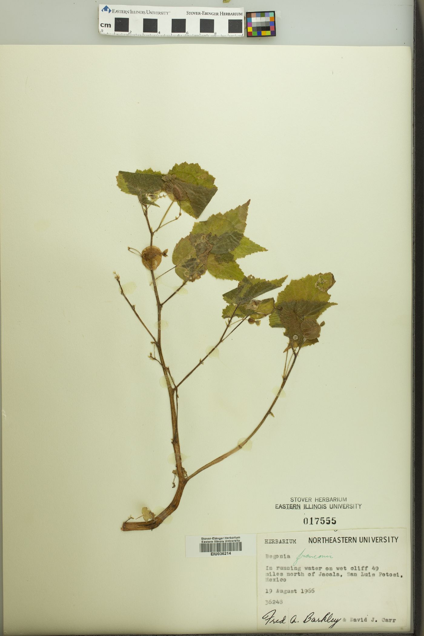 Begonia wallichiana image