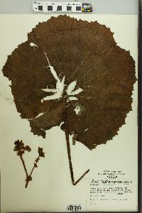 Begonia monophylla image