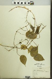 Begonia trichosepala image