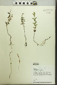 Scutellaria parvula var. leonardii image