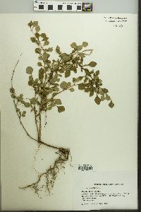 Berberis thunbergii image