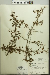 Berberis thunbergii image