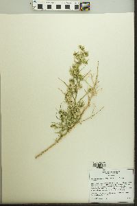 Ambrosia salsola image