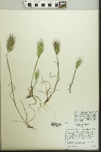 Bromus madritensis image