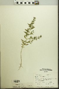 Trichostema coeruleum image