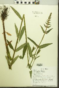 Stachys tenuifolia image