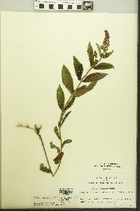 Stachys tenuifolia var. hispida image