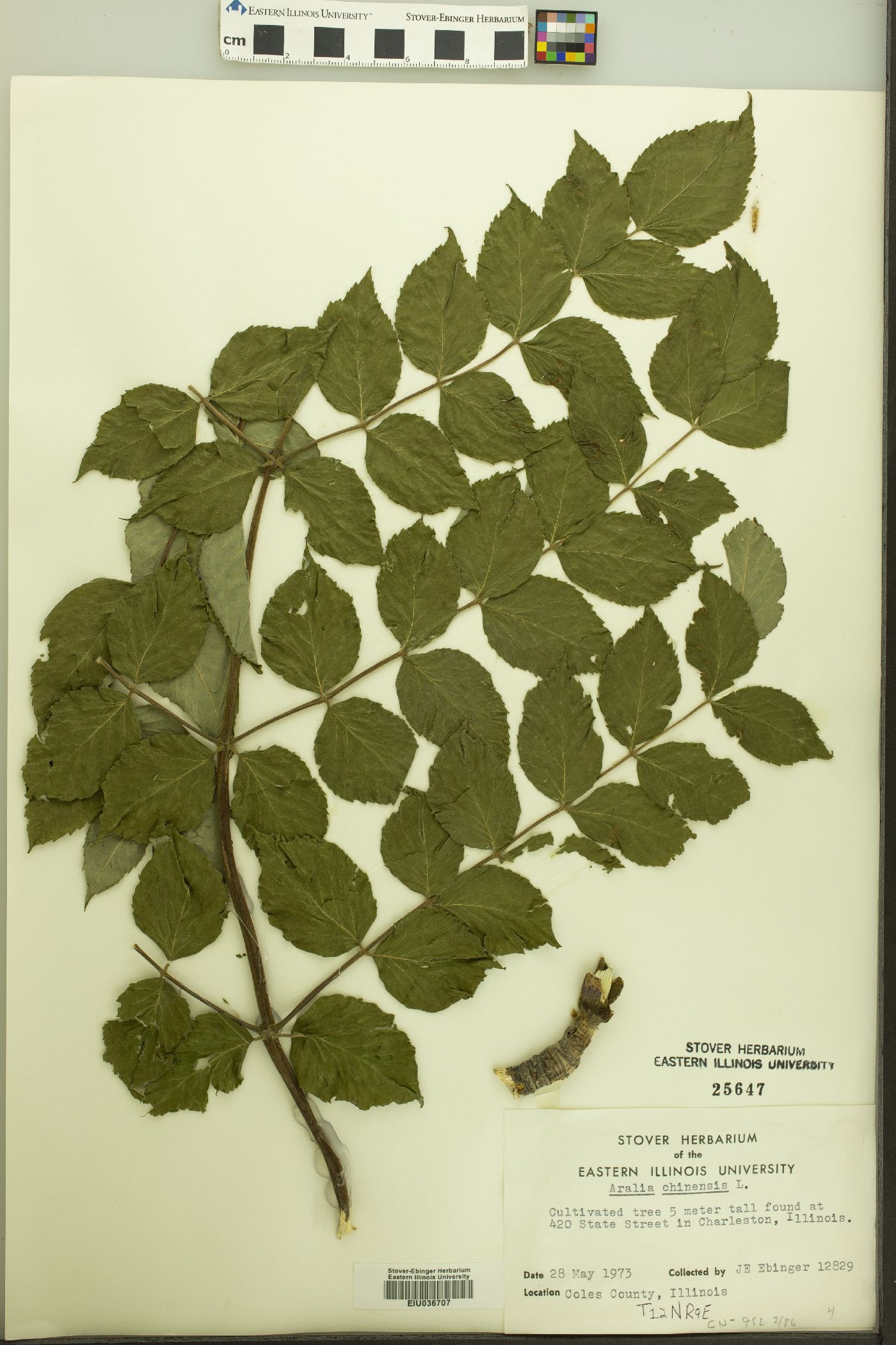 Aralia chinensis image