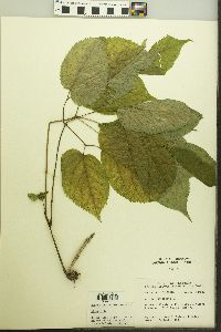 Aralia nudicaulis image