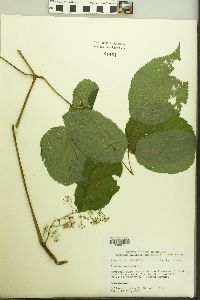 Aralia racemosa image