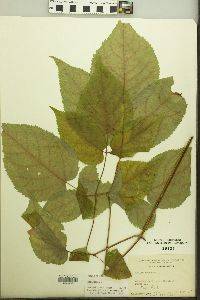 Aralia racemosa image