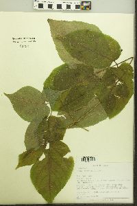 Aralia racemosa image