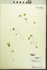 Hydrocotyle americana image