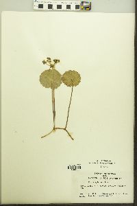 Hydrocotyle umbellata image