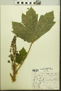 Oplopanax horridus image