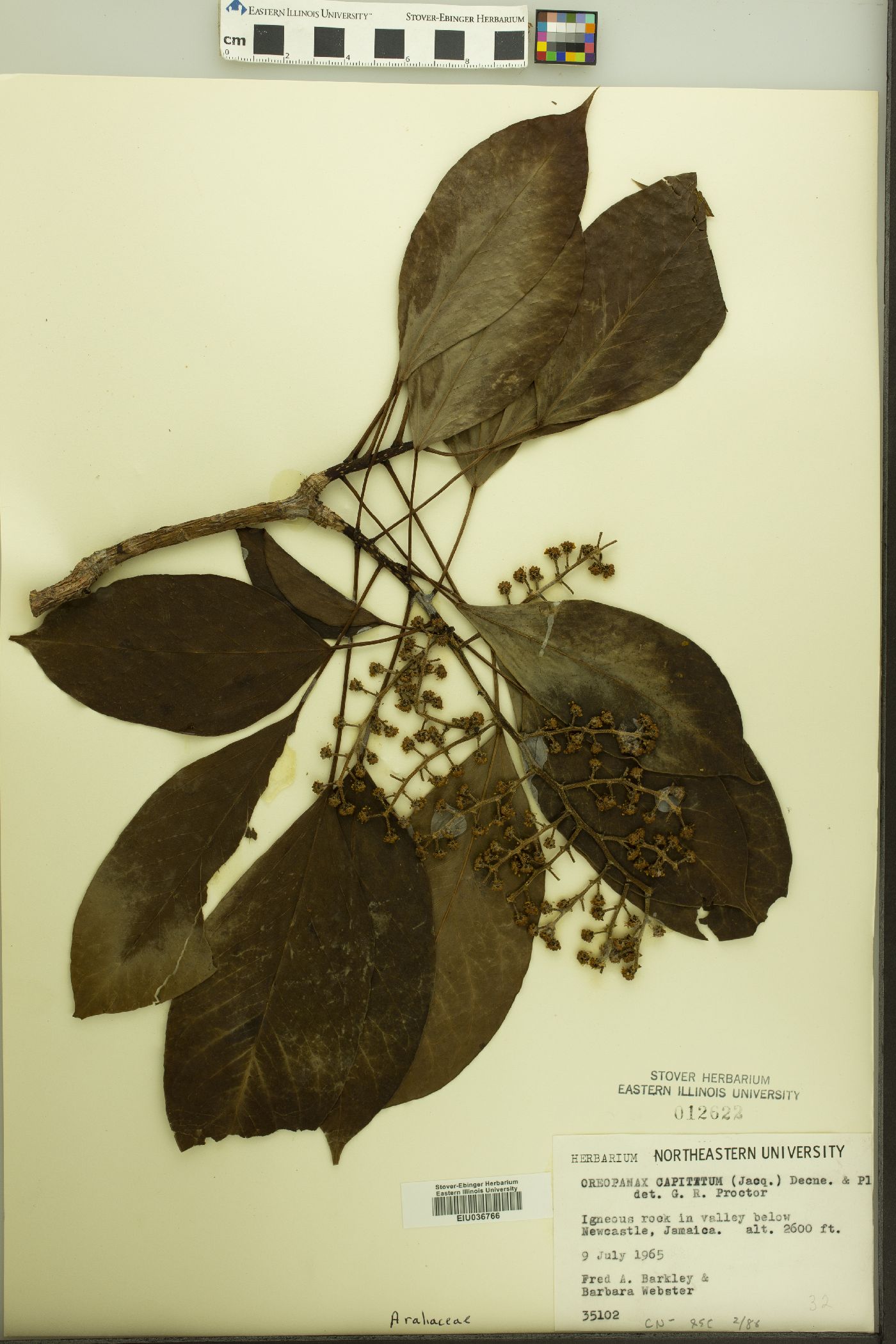 Oreopanax capitatus image