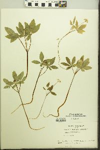 Panax trifolium image