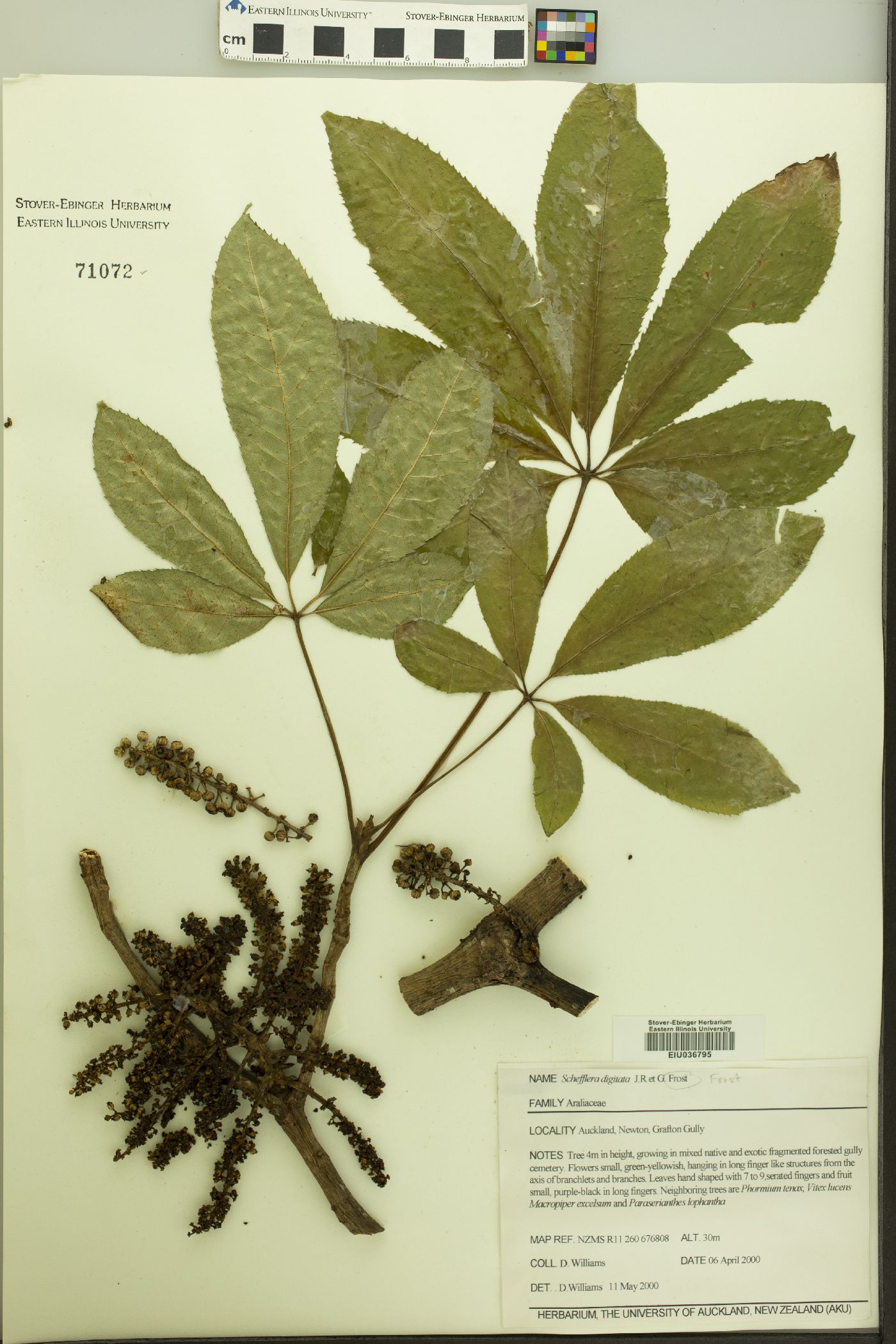 Schefflera digitata image