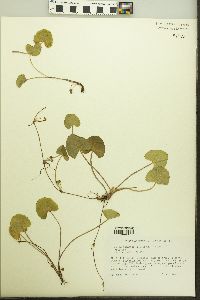 Centella asiatica image