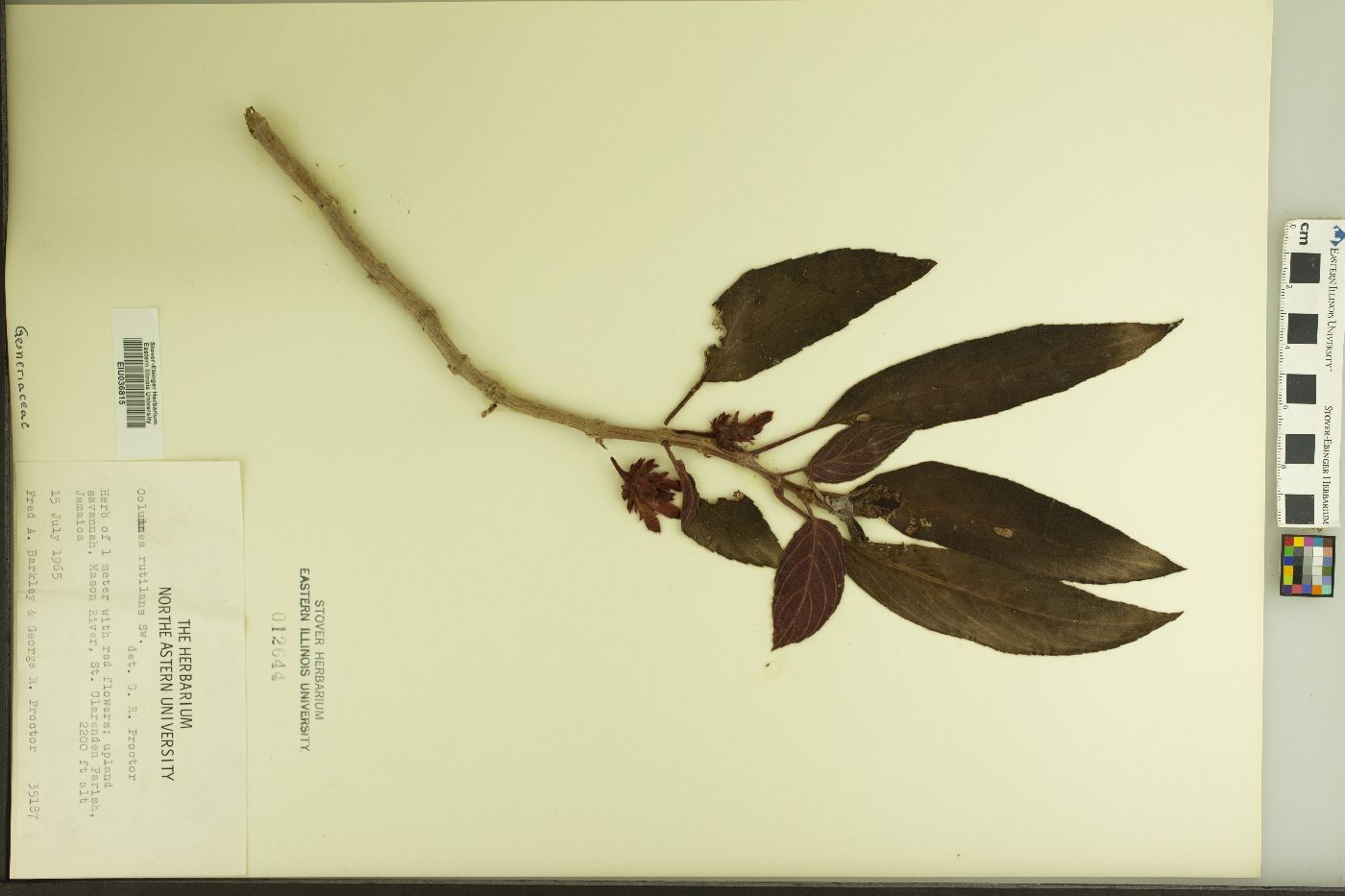 Columnea rutilans image