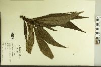 Rhytidophyllum tomentosum image