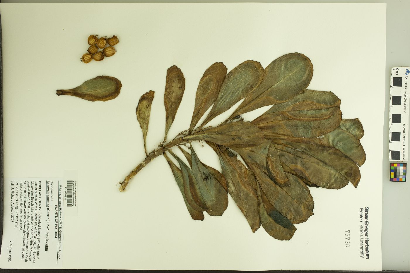Scaevola taccada image