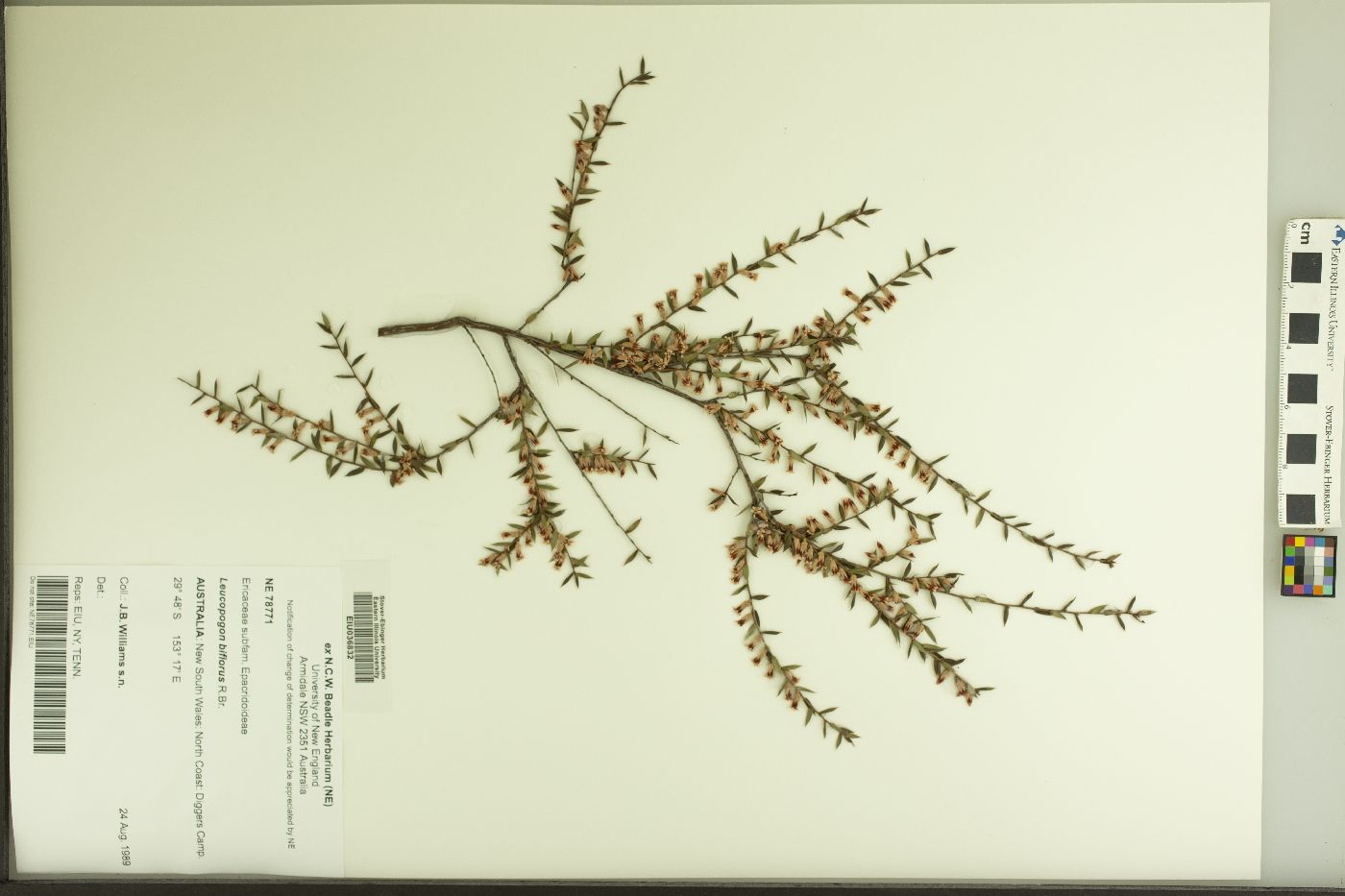 Styphelia biflora image