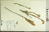 Epacris obtusifolia image