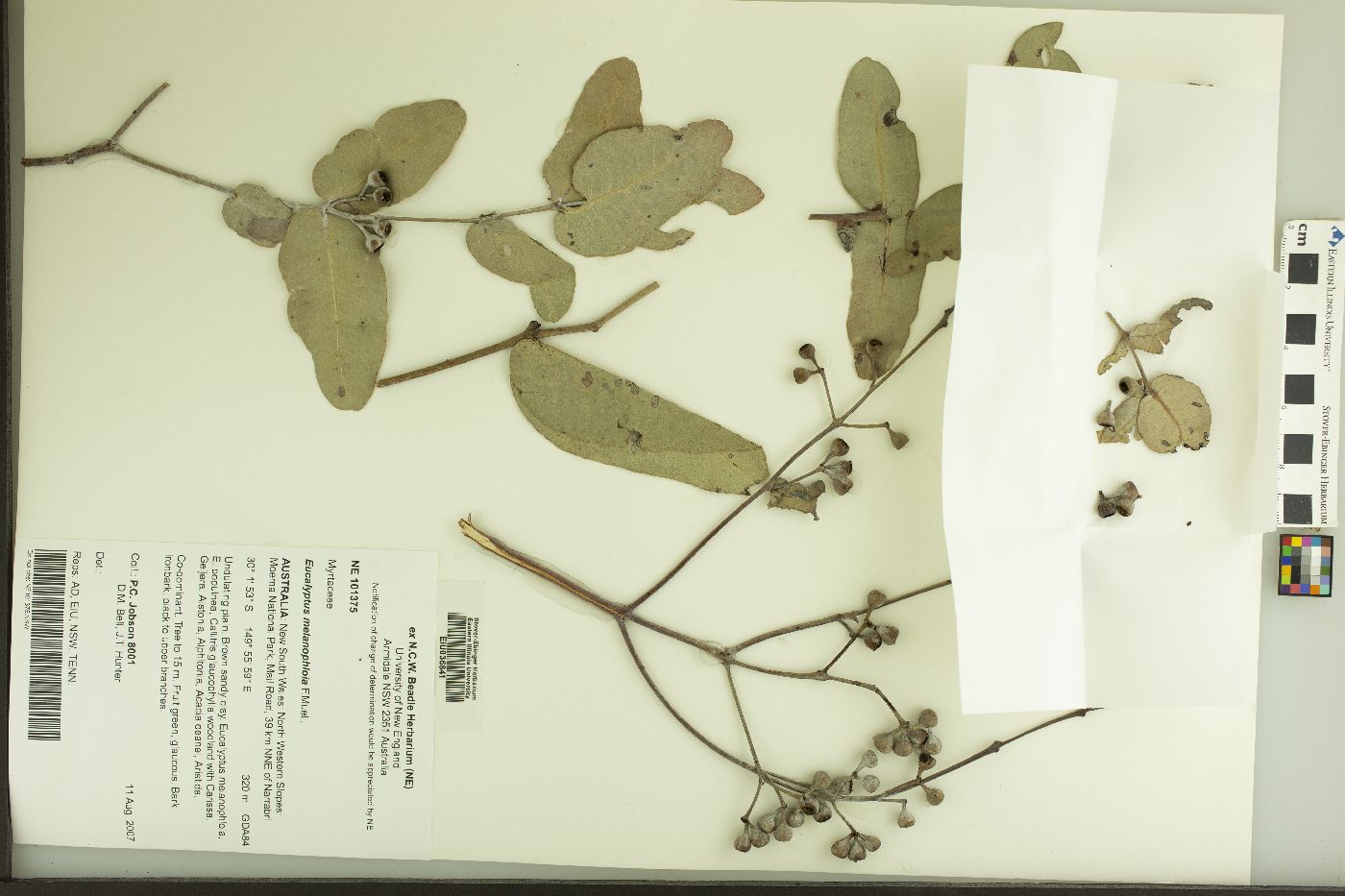 Eucalyptus melanophloia image