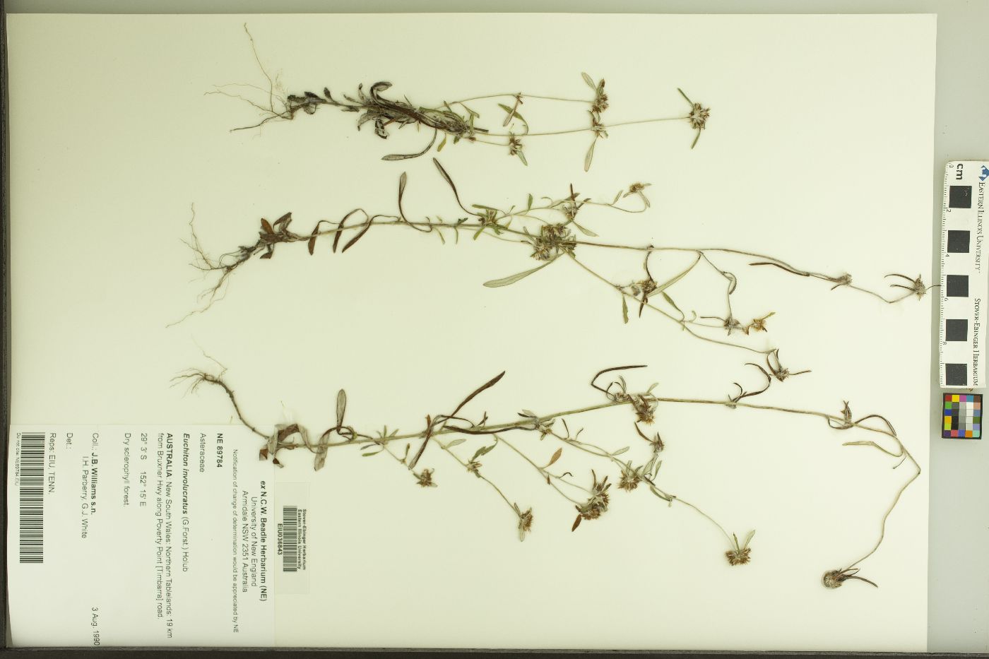 Euchiton involucratus image