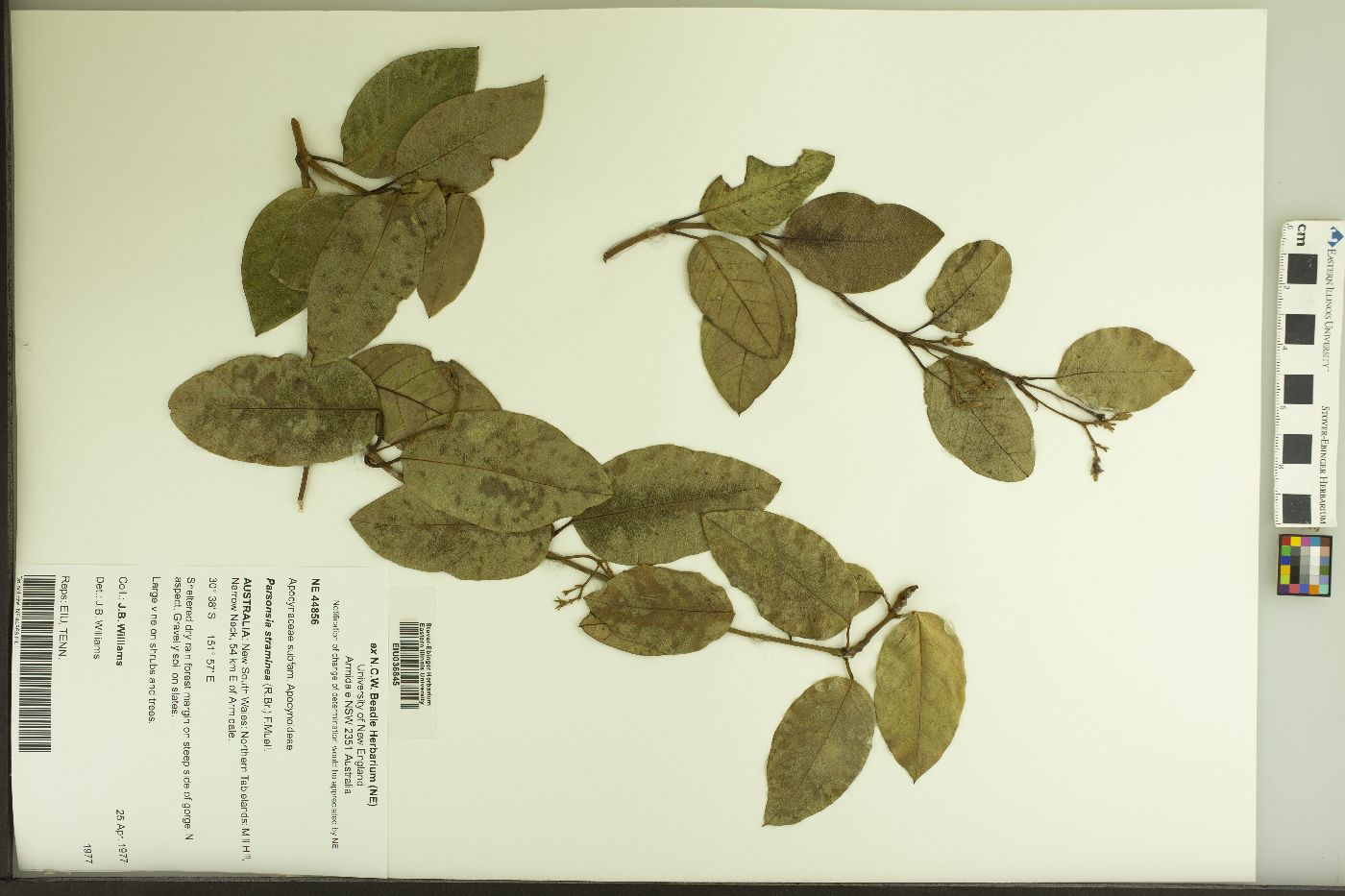 Parsonsia straminea image