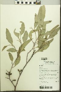 Image of Eucalyptus albens
