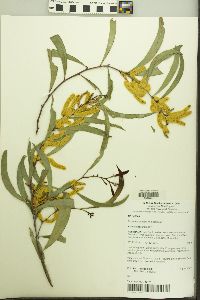 Image of Acacia cheelii