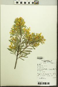Acacia decora image