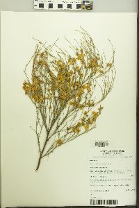 Image of Jacksonia scoparia