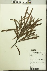 Acacia neriifolia image