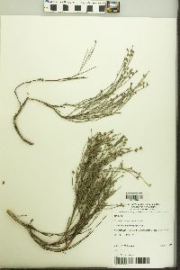 Image of Jacksonia stackhousei