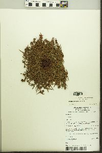 Image of Diplacrum caricinum