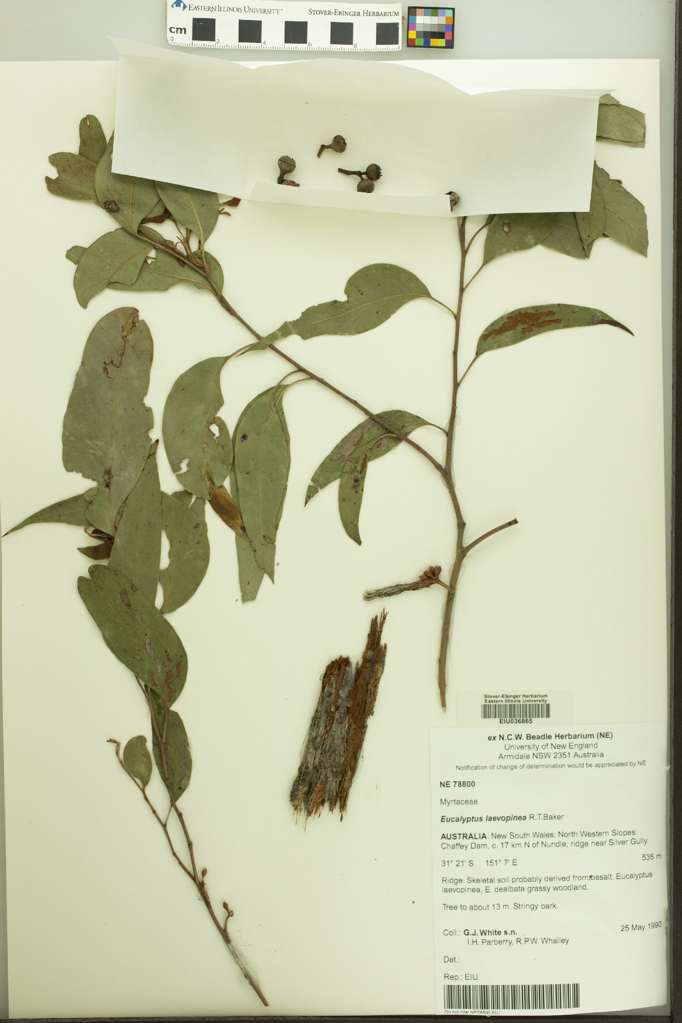 Eucalyptus laevopinea image
