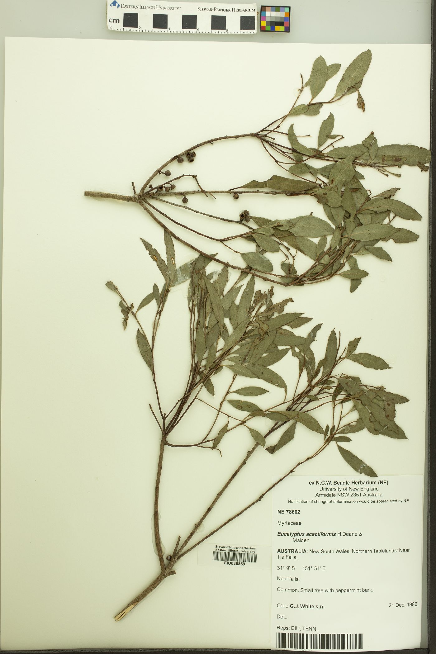 Eucalyptus acaciiformis image