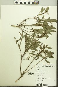Image of Eucalyptus acaciiformis